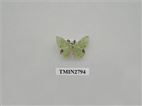 藏品(尺蛾372)的圖片